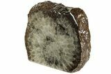 Free-Standing, Petoskey Stone (Fossil Coral) Section - Michigan #227552-1